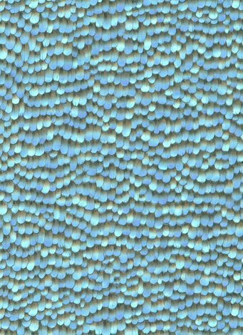Raizes – 10129-08