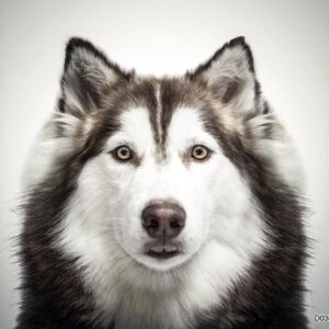 Painel Pack Dreams 30